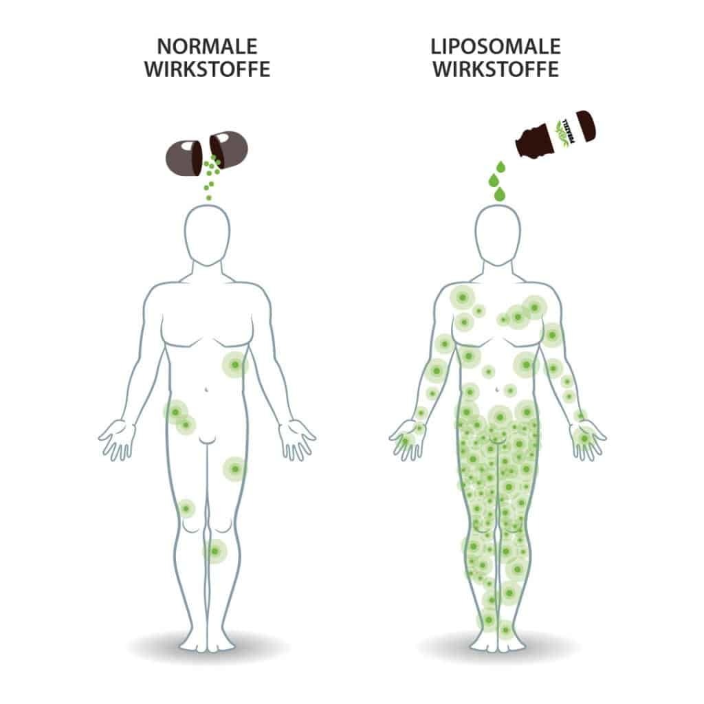 Grafik01_Liposmal-Wirkung_1080x1080px_weiss